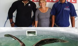 Northern Gaint Petrel gered